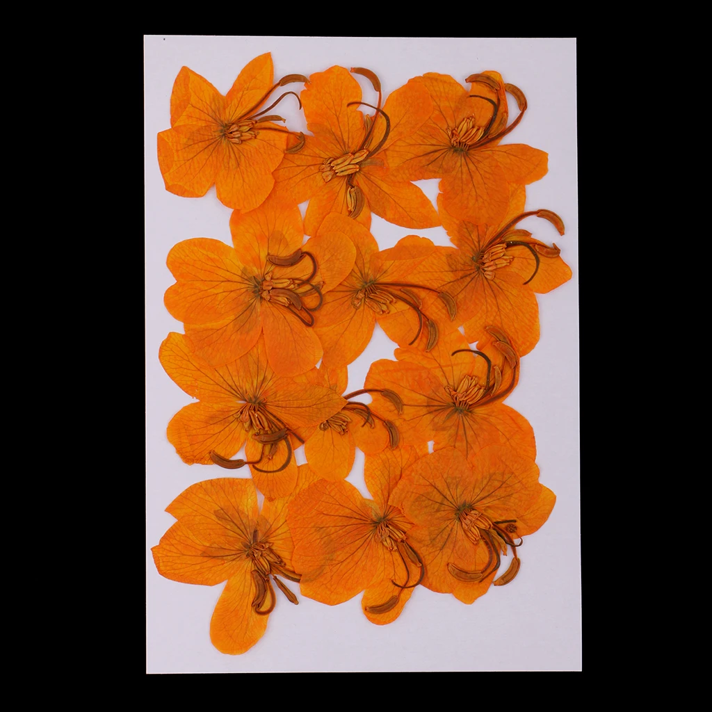 12 шт. Натуральные сушеные прессованные цветы Cassiae Цветы DIY Скрапбукинг ремесла