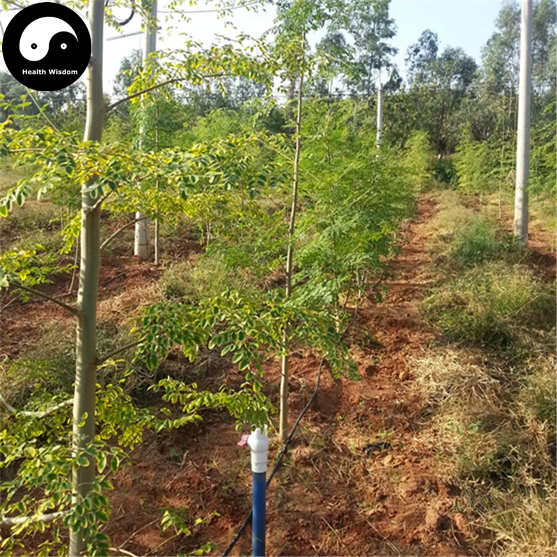

Buy Moringa Tree Semente 160pcs Plant Moringa Oleifera Tree For Drumstick Lamu