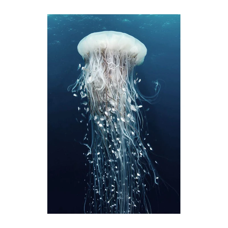 Home decoration full square diamond mosaic jellyfish 5D DIY diamond