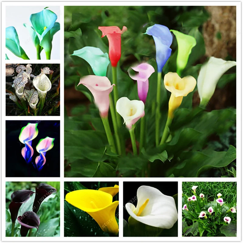 ZLKING 1 pcs Rare Calla Lily Bulbs Potted Balcony Plant Calla Bulbs Bonsai Air Purification Radiation