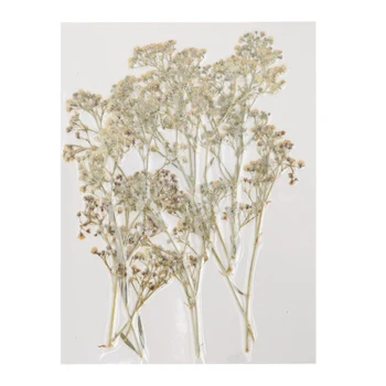 

12 Pieces Real Dried Flowers Petals Pressed Levaes Babysbreath for DIY Scrapbooking Pressed Leaves Art Craft Decorations