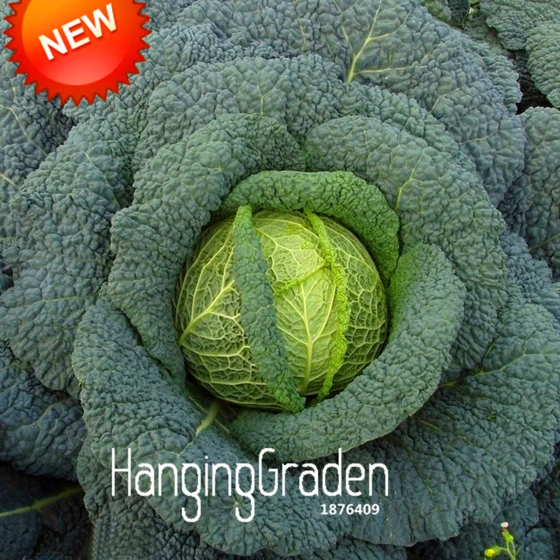 

Promotion!Rare Giant Russian Cabbage Vegetable Vitamin bonsai 100 Pieces / Bag,#6QF5DD