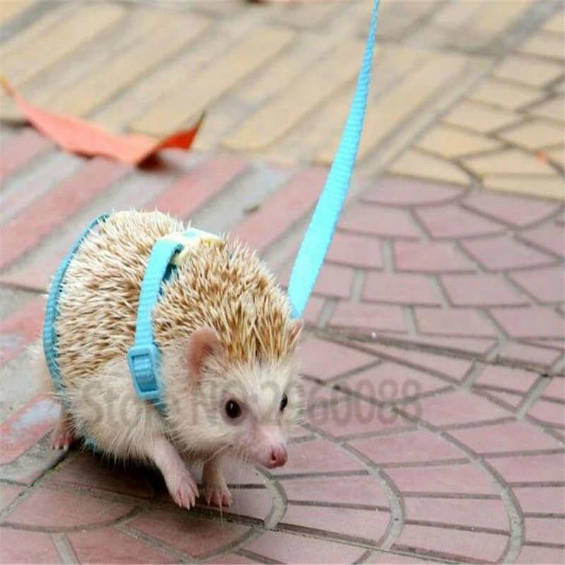 

2018 Free Shipping Adjustable hedgehog Harness for Training Playing traction rope High Quality Animal traction rope accessories