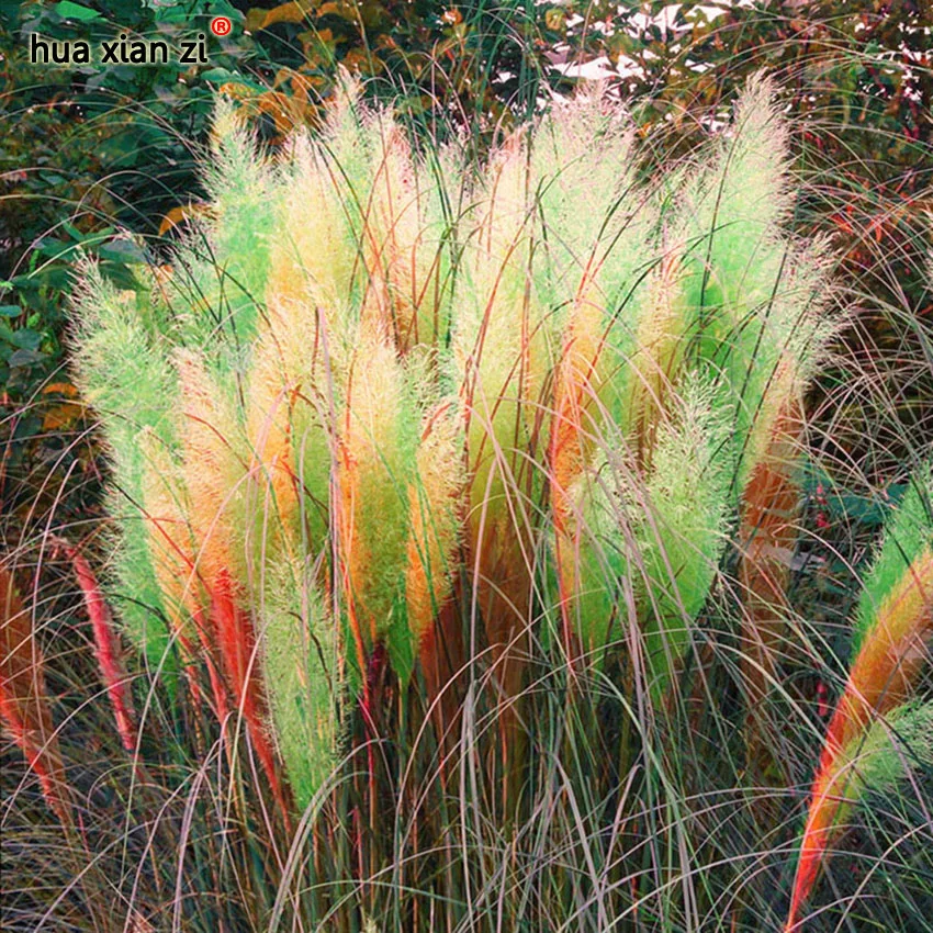 Online Buy Wholesale pampas grass from China pampas grass Wholesalers