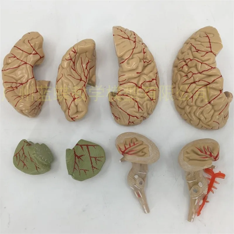 1:1 модель медицинского обучения анатомический мозг с церебральными артериями