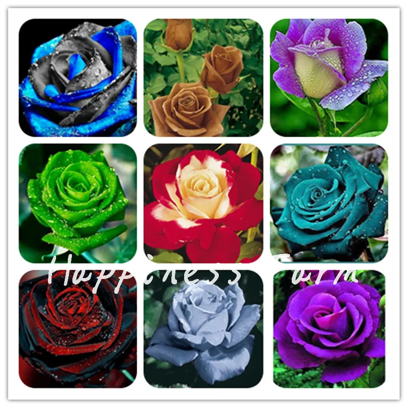 

200 Pcs Holland Rainbow Rose Garden Flowers Para Jardin Bonsai Tree For Garden Decor Amazingly Beautiful Bonsai Balcony Flower