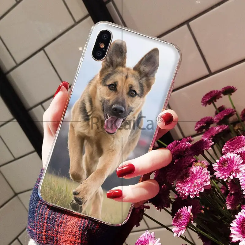 german shepherd dog