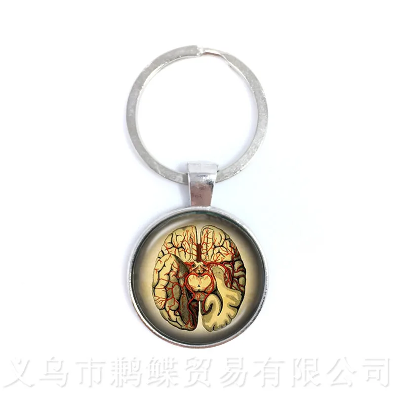 

Human Anatomy Brain Keychains Glass Cabochon Weird Cool Science Personalized Doctor Pendant Organ Creative Gift