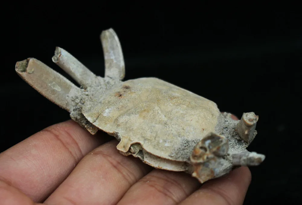 

Natural crab fossils Specimen From Madagascar-1PC