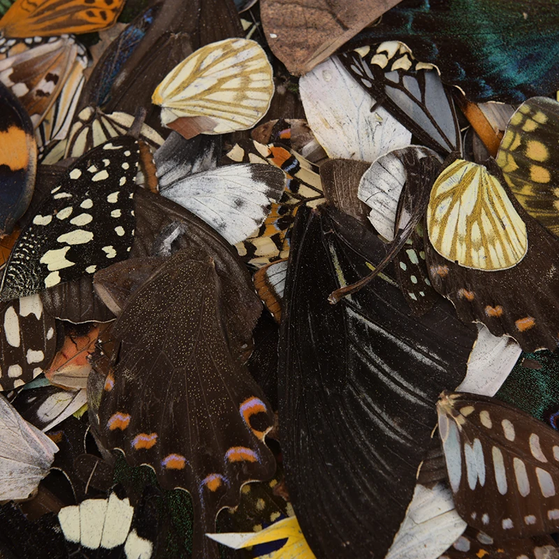Новинка 100 шт настоящие крылья бабочки DIY Ювелирные изделия художественное искусство ручной работы случайный подарок