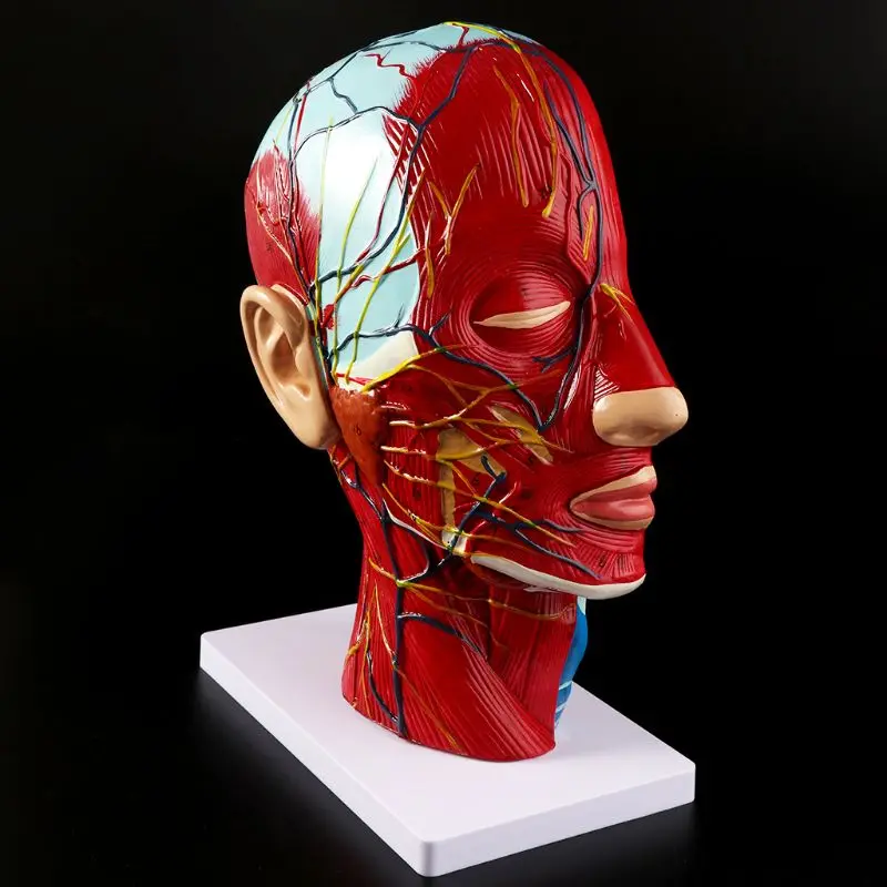 Голова головной мозг шея. Анатомическая модель лица. Анатомическая модель головы человека. Муляж головы человека. Голова для изучения анатомии.