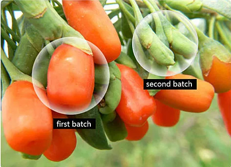 How To Cure Premature Ejaculation By Food How To Cure Premature Ejaculation By Food