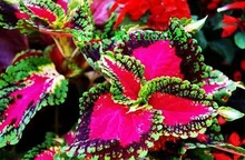 100pcs 12 different Coleus Seeds Charming Chinese Vegetable Seeds Bonsai Plants for Garden Wholesale Price Free Shippin