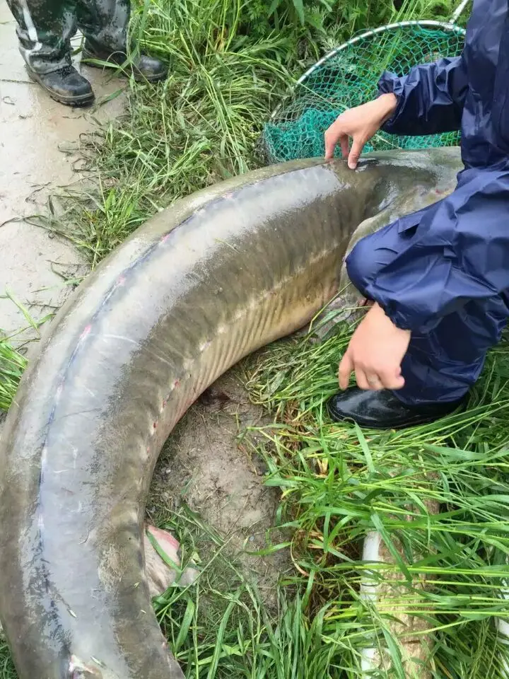 Высокое качество, 4/5 шт./упаковка, держатель SJ-51 рыболовных крючков из высокоуглеродистой стали, сделано в Японии, 5 различных размеров#1#2#3#5#7