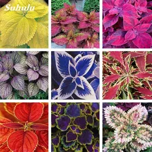 100Pcs Coleus Bonsai Rare Coleus Blumei Rainbow Mix Color Flower Bonsai for Home Garden Indoor Bonsai