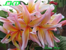 Plumeria Plants Rooted 7 15 inch Frangipani Flower Cymbidium Bonsai Plumeria rubra Plants no137 leela