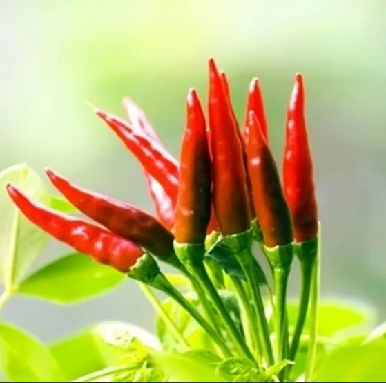 Heirloom 30 Hot red pepper Chinese very hot tasty chili seeds Rich with