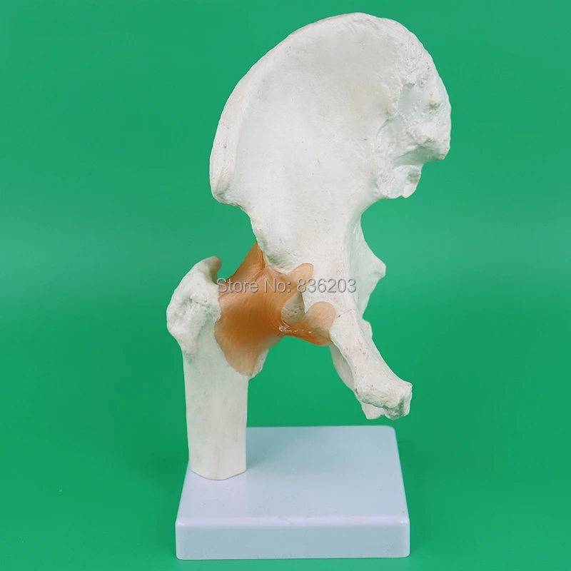 

Human traumatism Scientific skeleton Functional hip Joint anatomy anatomical traumatic gun buy medical instruments condoms