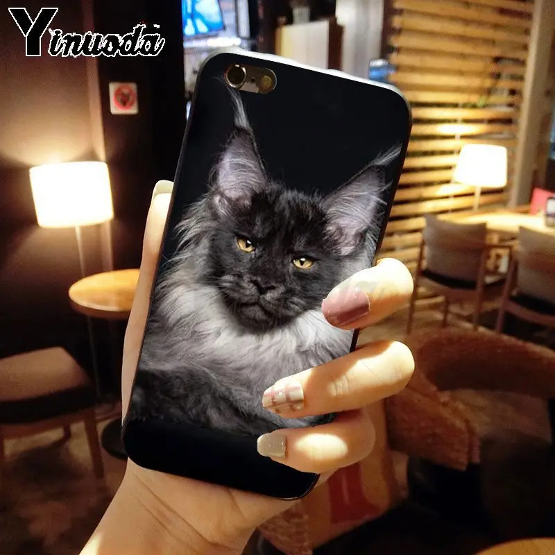 pet maine coon cat