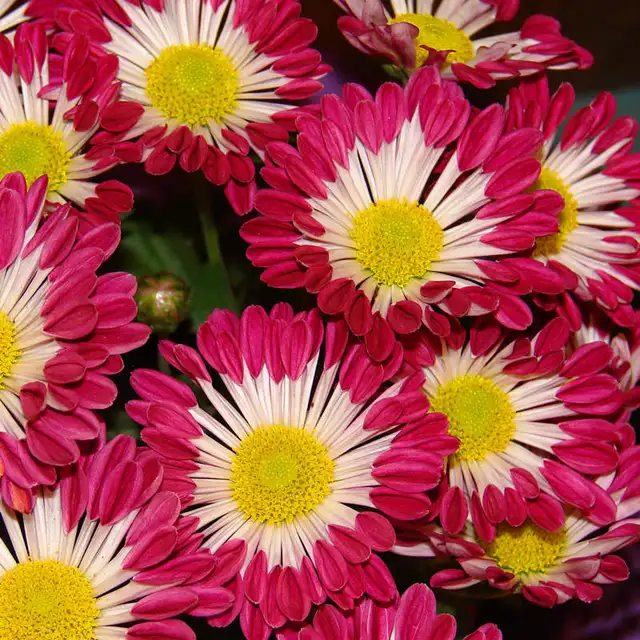 Ground-cover Chrysanthemum Seeds, Chrysanthemum Flower Seeds, 100pcs/pack