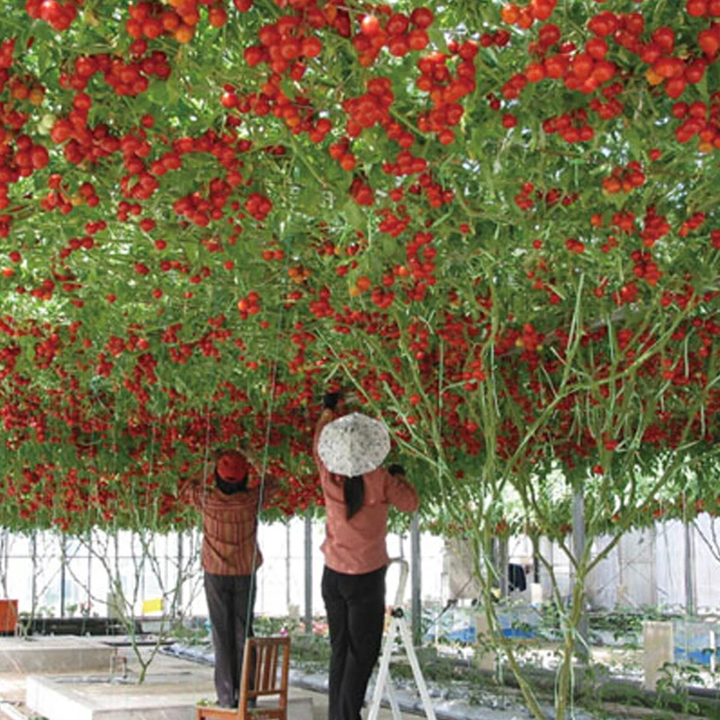 

Heirloom Giant Tomato Tree 200 Healthy Delicious Nutritious Edible Fruits