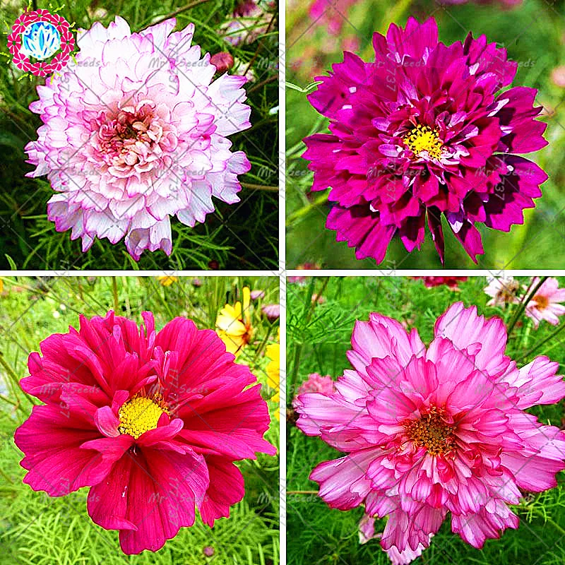 

100Pcs/Bag Rare Bonsai Plant Cosmos Outdoor Flower Plant Bonsai Perennial Family Garden Easy To Grow Planting