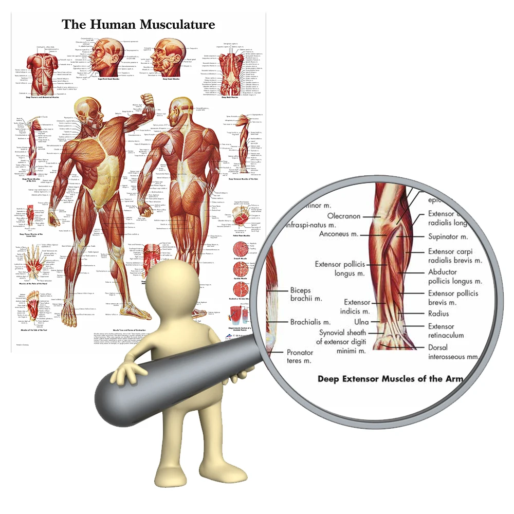 Günstig WANGART Menschlichen Anatomie Muskeln System Kunst Poster Drucken Körper Karte Leinwand Wand Bilder für Medizinische Bildung Wohnkultur JY0717