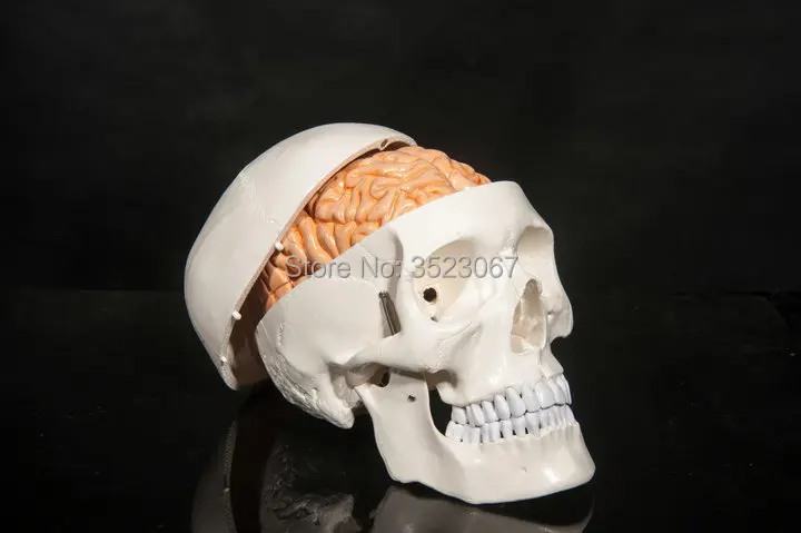 life size Anatomical Human skeletal skull anatomy Skeleton with brains 8 parts Model medical instruments traumatic pistol Study |