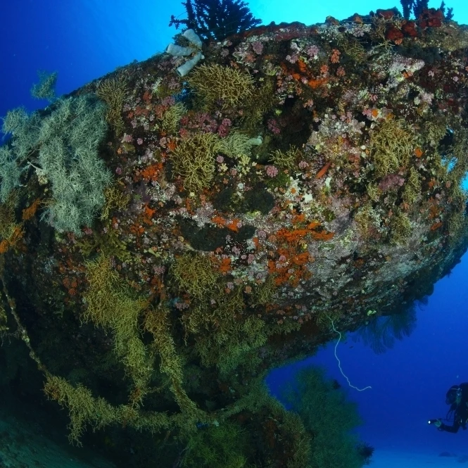 A diver under the coral encrusted stern of the Japanese Cross Wreck Poster Print (34 x 22)