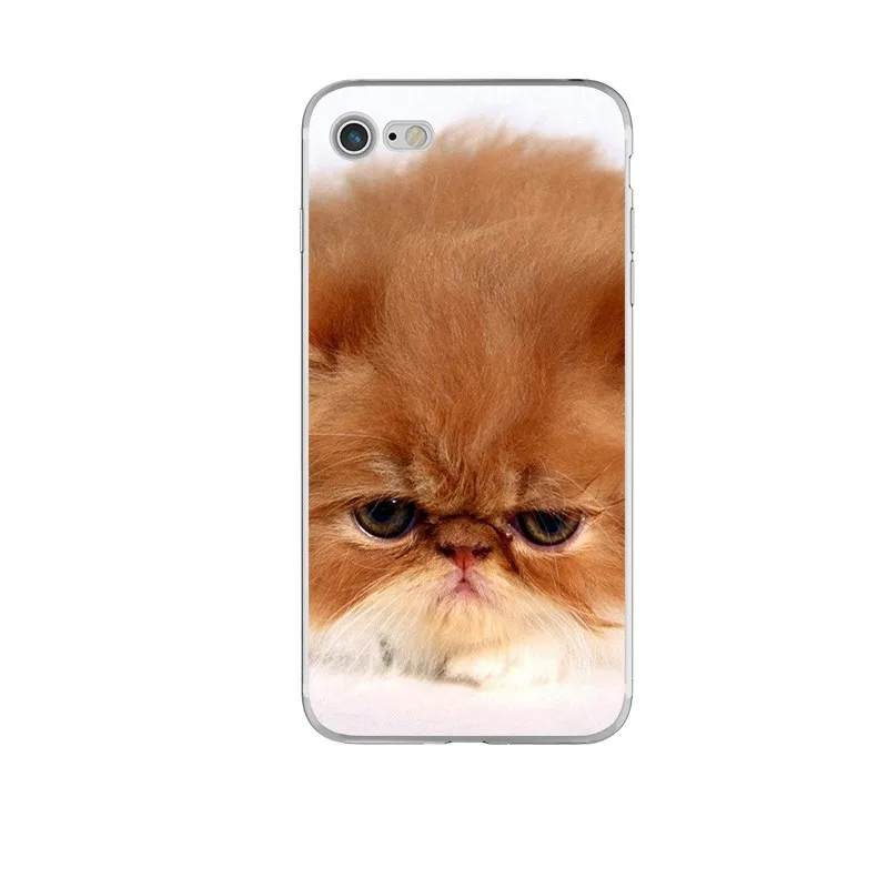 animal (10)