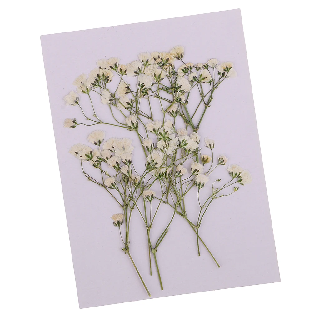 10pcs  Real Pressed Dried Flowers Natural Dry Babys Breath Flowers DIY Making Card Handmade Resin Crafts Scrapbooking Art Crafts