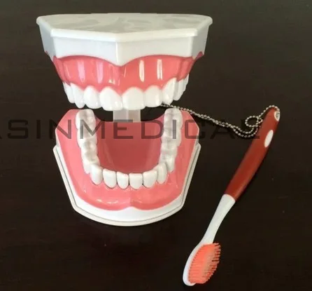 Модель зуба Colgate модель зубов для полости рта Студенческая обучения детские зубы