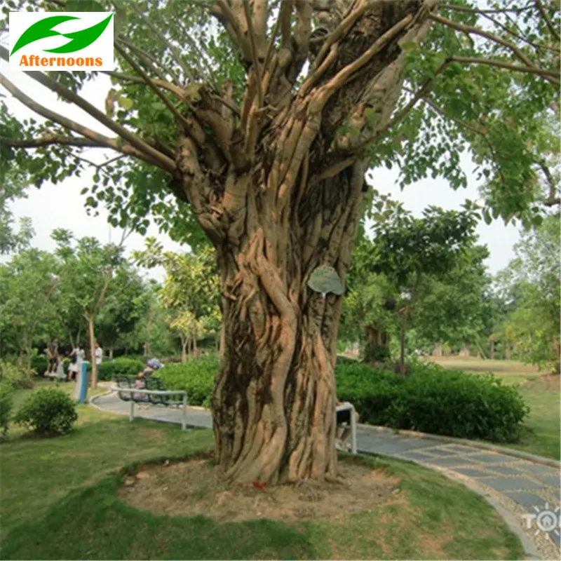100PCS SACRED FIG TREE SEEDS (Ficus religiosa) Bodhi Indian Hindu