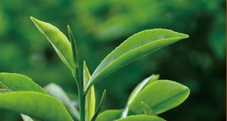 tie guan yin tea 500g anxi tieguanyin anxi tieguanyin 500g tie guan yin tea tieguanyin tie guan yin tea 0.5kg wholesale TeaNaga 