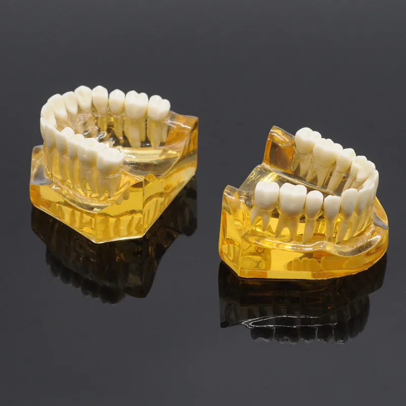 Стоматологические съемные зубы модель взрослых Typodont модель для Стоматологическое лабораторное оборудование