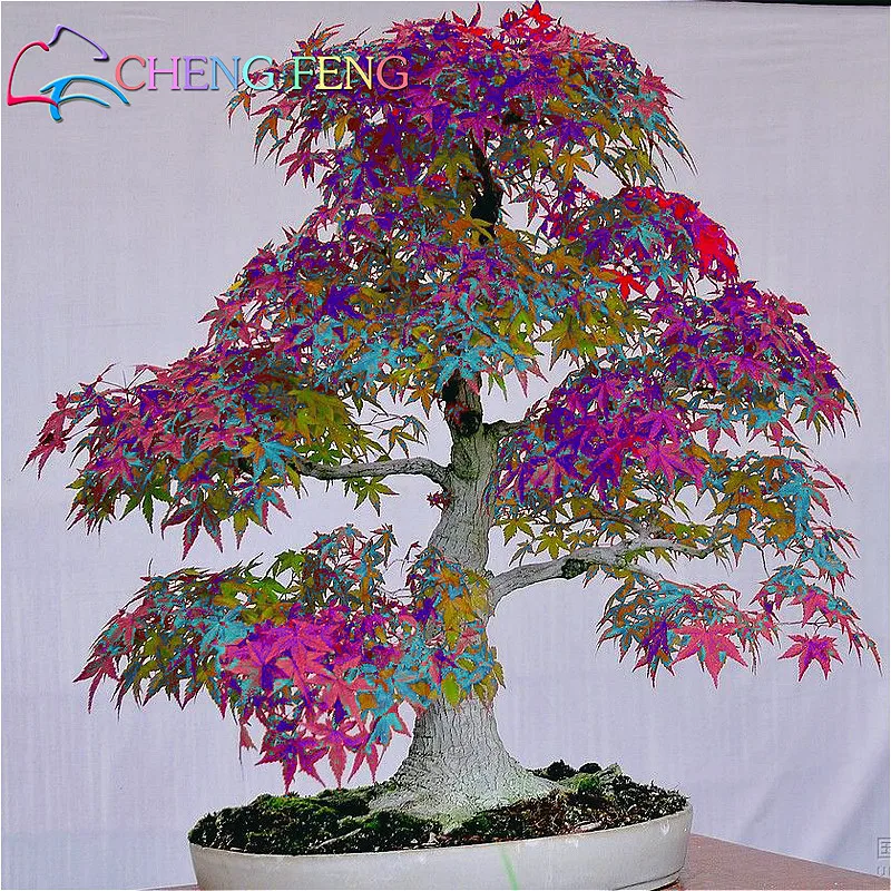 Colorful Japanese Maple Bonsai Tree
