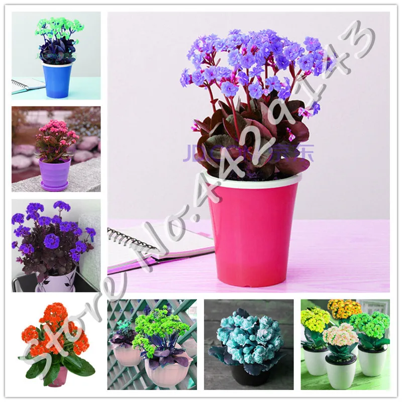 

Bonsai Mixed Longevity Flower, Kalanchoe Semente Flor Novel Plants For Diy Home Garden Herb Grass Plants 100 Pcs For Sale