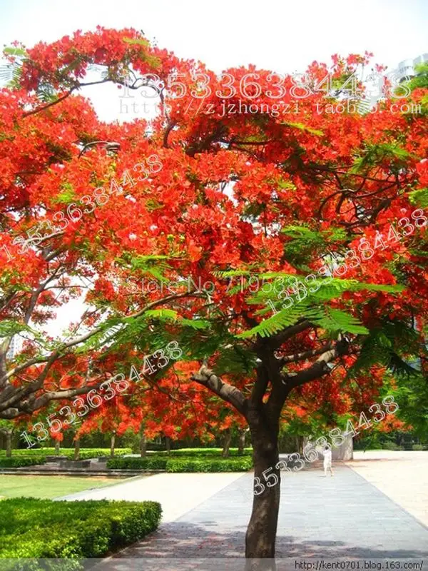 

2016 New Sementes Ying Safflower Shadow Poinciana Tree Jinfeng Garden Flowering Deciduous Forest bonsai Professional Trees 3pcs