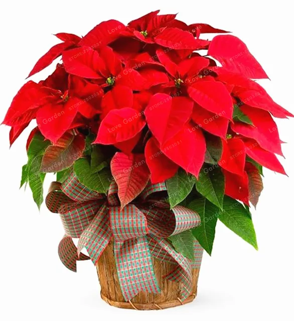 100 Pcs / Bag Poinsettia DIY Potted Colorful Bonsai Flower