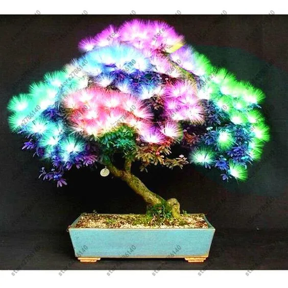 20 pcs Albizia (Acacia) Julibrissin Tree (mimosa/persian Silk Tree) Mini Potted Bonsai Flower ,diy Home Miniature Garden plant