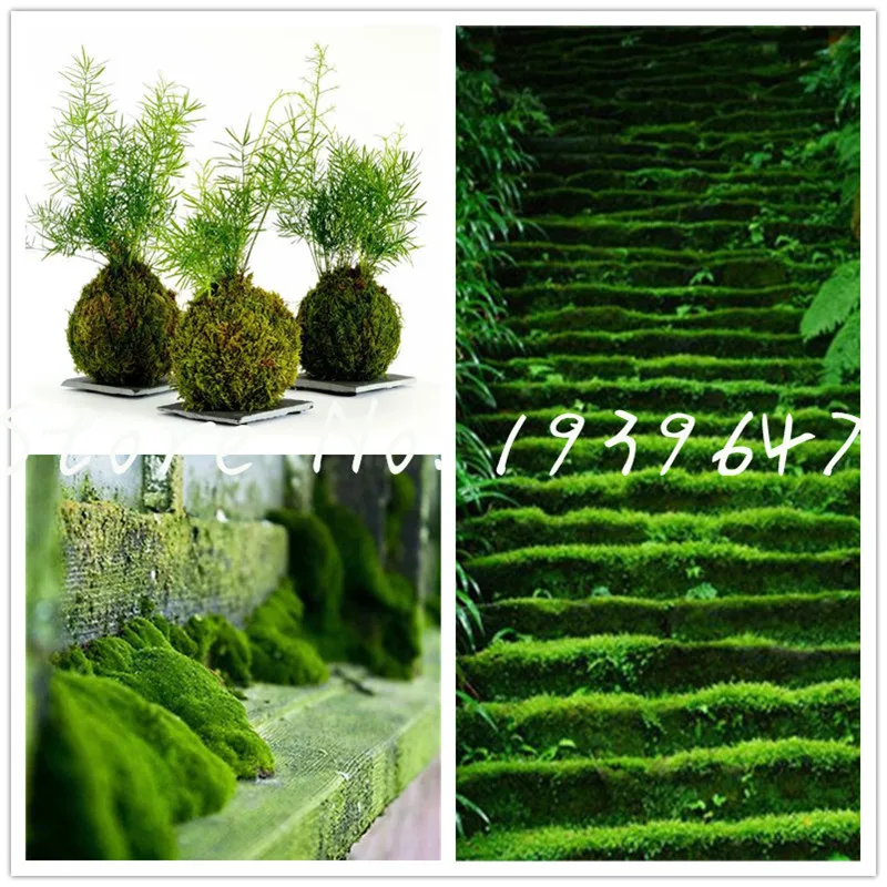 

100 pcs/bag Irish Moss grass plants, Sagina Subulata bonsai, Moss bonsai planta, Garden Creative Garnish,Plant DIY Free Shipping