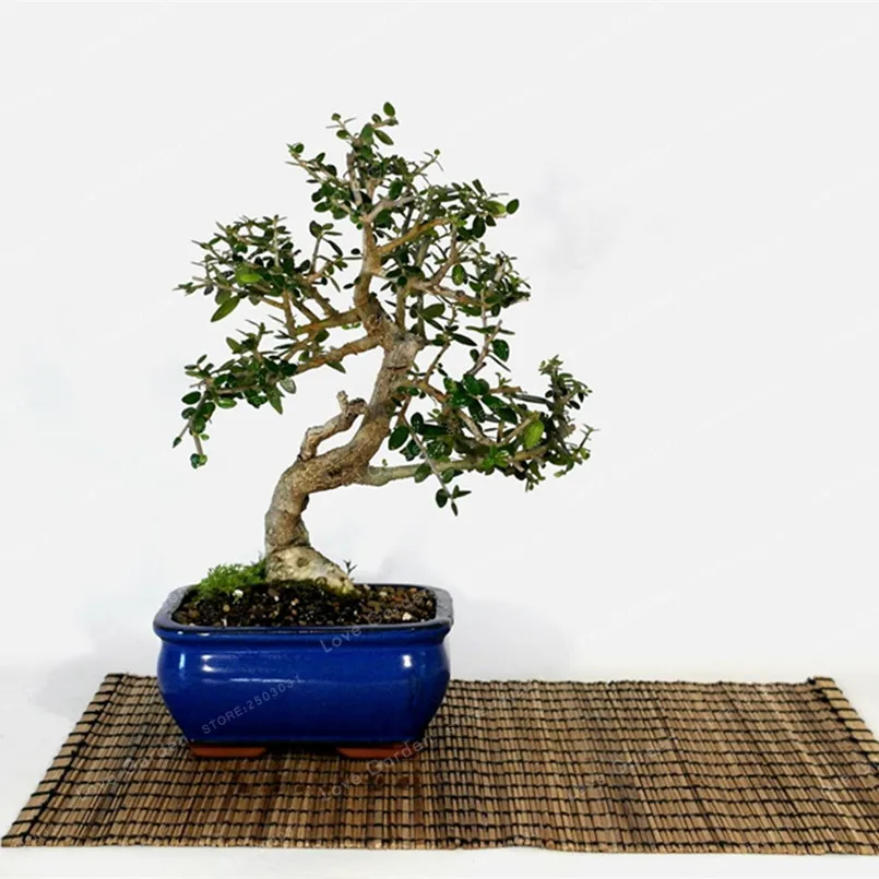 10PCS Rare Olive Bonsai Tree (Olea Europaea) plant Bonsai Fresh Exotic Tree plant Mini Olive Tree Olive Bonsai Garden Supplies 10PCS Rare Olive Bonsai Tree (Olea Europaea) plant Bonsai Fresh Exotic Tree plant Mini Olive Tree Olive Bonsai Garden Supplies
