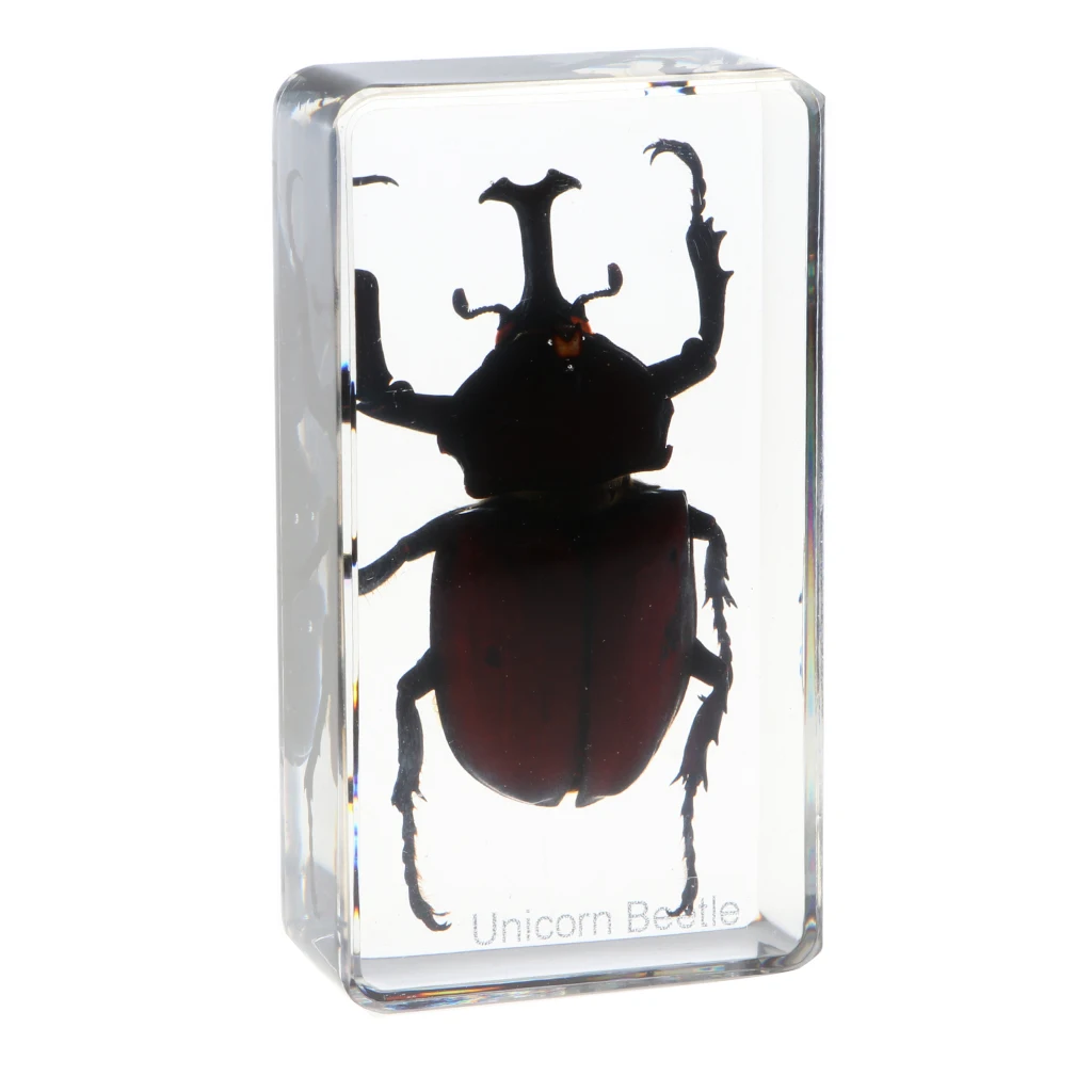 Insect Specimen Paperweight Collection Gift - Rhinoceros Beetle