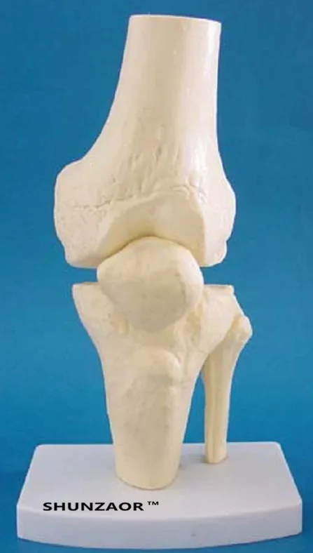 

SHUNZAOR 12*12*30CM Body teaching skeleton model knee joint functional model