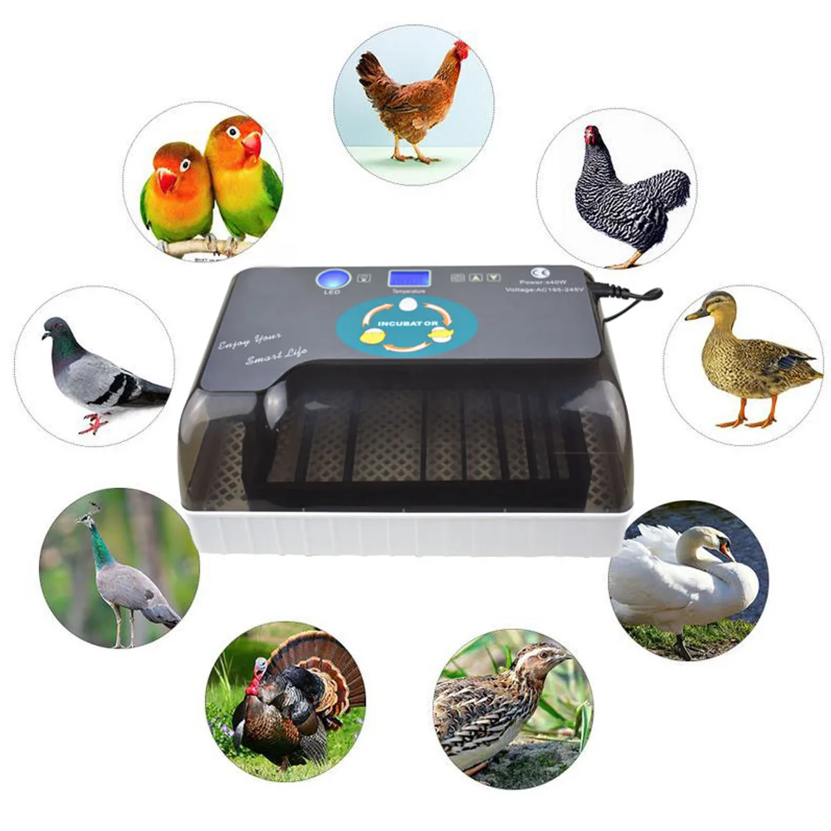 12 Eggs Hatchery Eggs Incubator Hatcher Digital Temperature Control Brooder for Chicken Duck Bird Pigeons Quail 2019 New 12 Eggs Hatchery Eggs Incubator Hatcher Digital Temperature Control Brooder for Chicken Duck Bird Pigeons Quail 2019 New