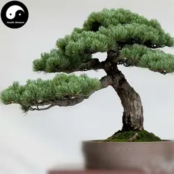 Купить настоящий Pinus Parviflora Aurea дерево Semente 120 шт. завод китайский Pinus Parviflora расти да Ray-Ban песня Пинастер
