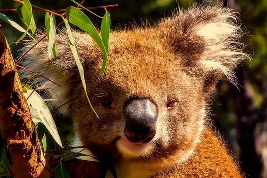 Diy Australia Cute Koala Diamond Painting Corss Stich Embroidery