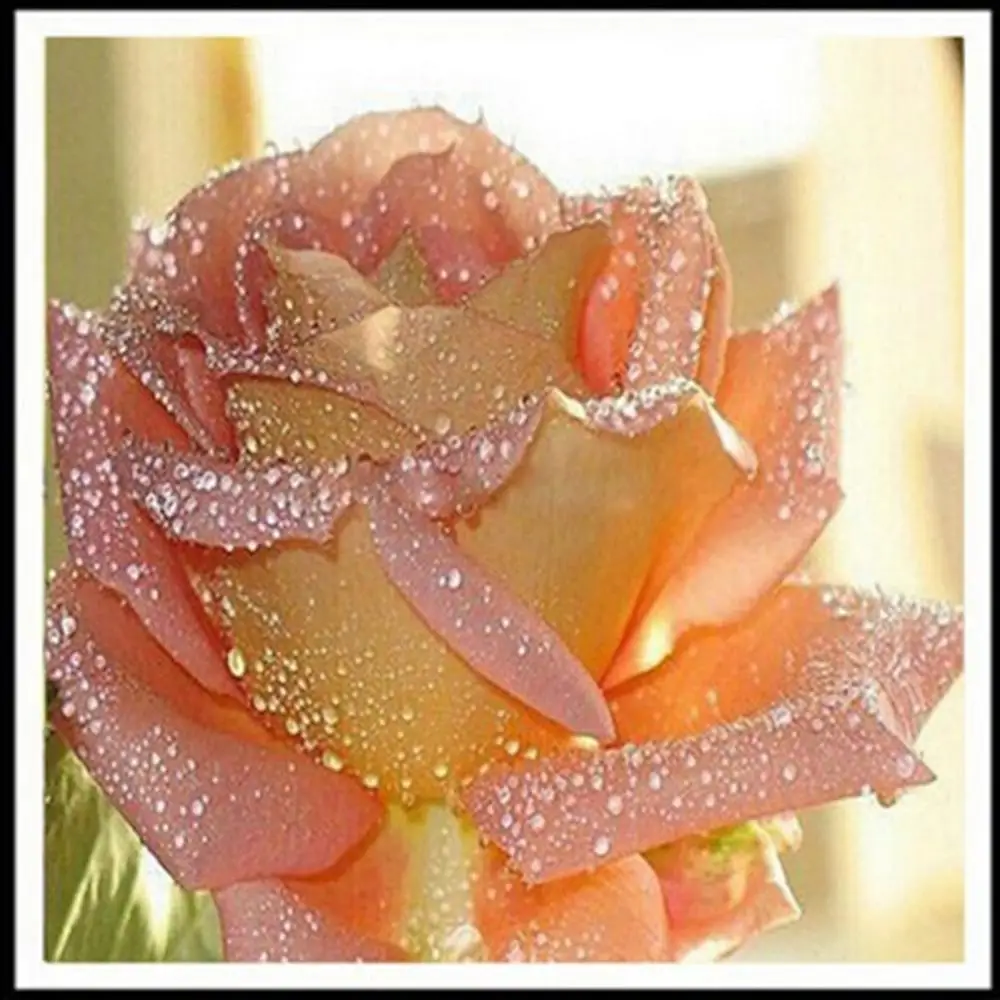 

5D Diamond Painting "Rose Flower" Diamond Embroidery Round Rhinestones Cross Stitch DIY Diamonds Mosaic Home Decoration