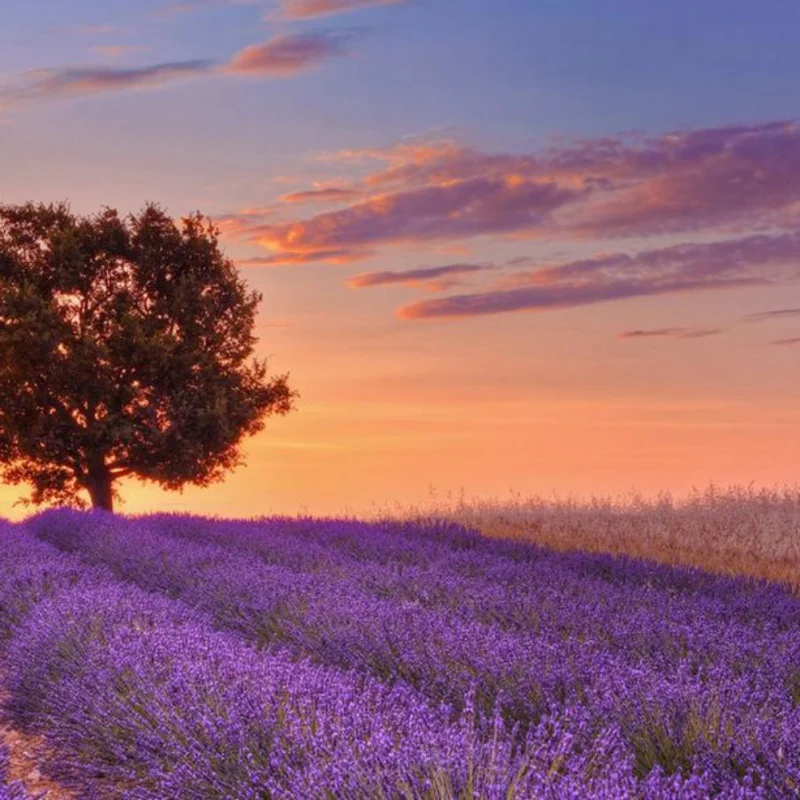 

800pcs/set Lavender Seed Kit Flowering Plants Seeds Garden Decor