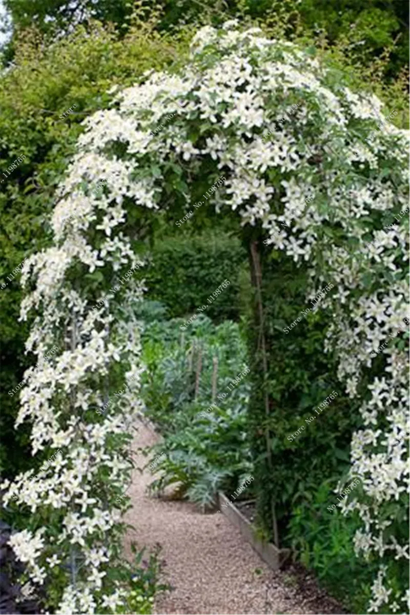 Buy 100 Pcs Arabian Jasmine Seeds Free Shipping